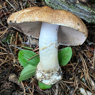 Agaricus Julius, The Emperor Mushroom Formerly Known as Prince, the newly designated Colorado State Mushroom.