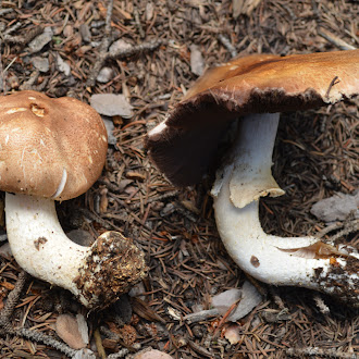 Agaricus Julius, The Emperor Mushroom Formerly Known as Prince, the newly designated Colorado State Mushroom.