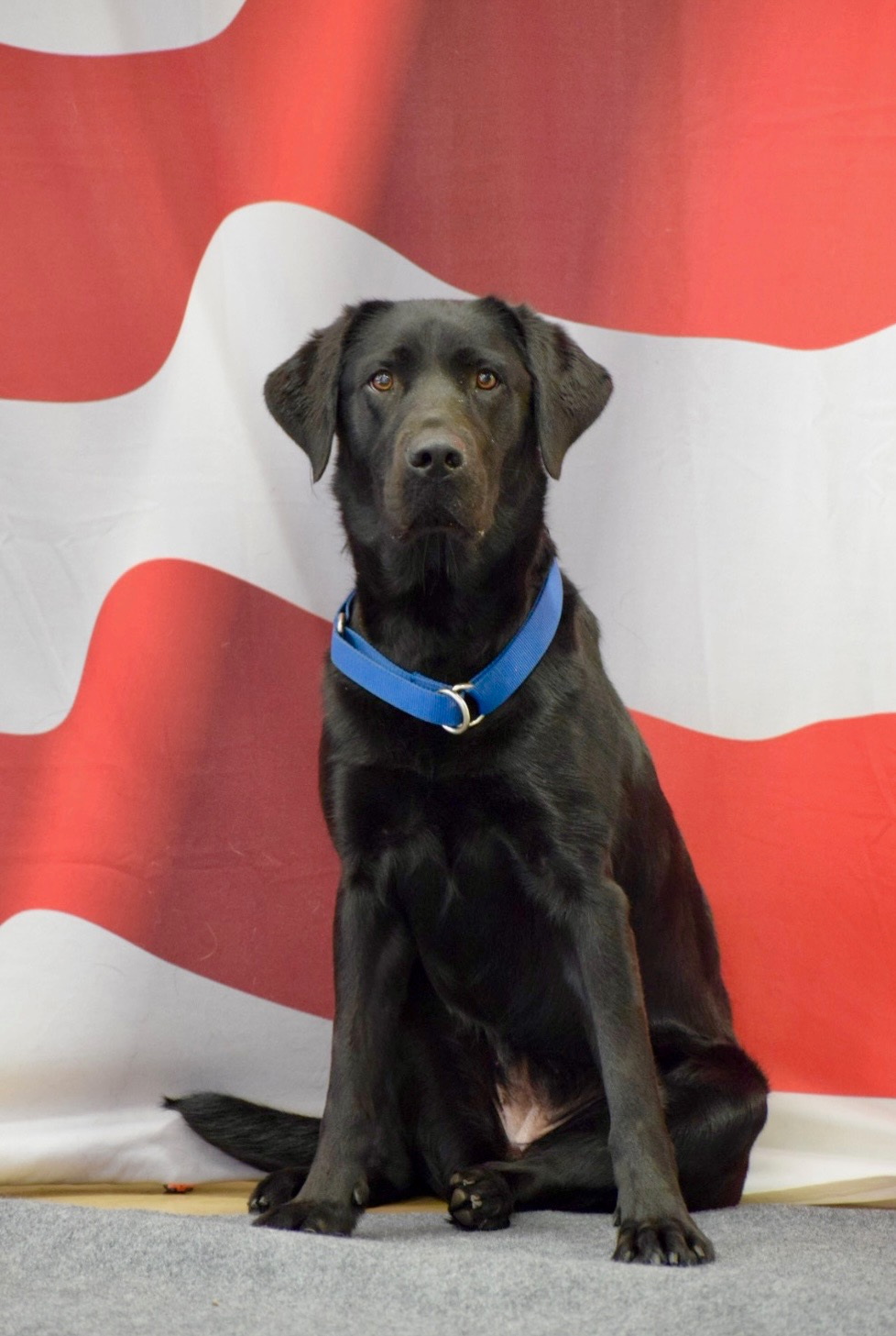 Pictured is DFPC's new ADC Fire Investigations K9, Waffle.
