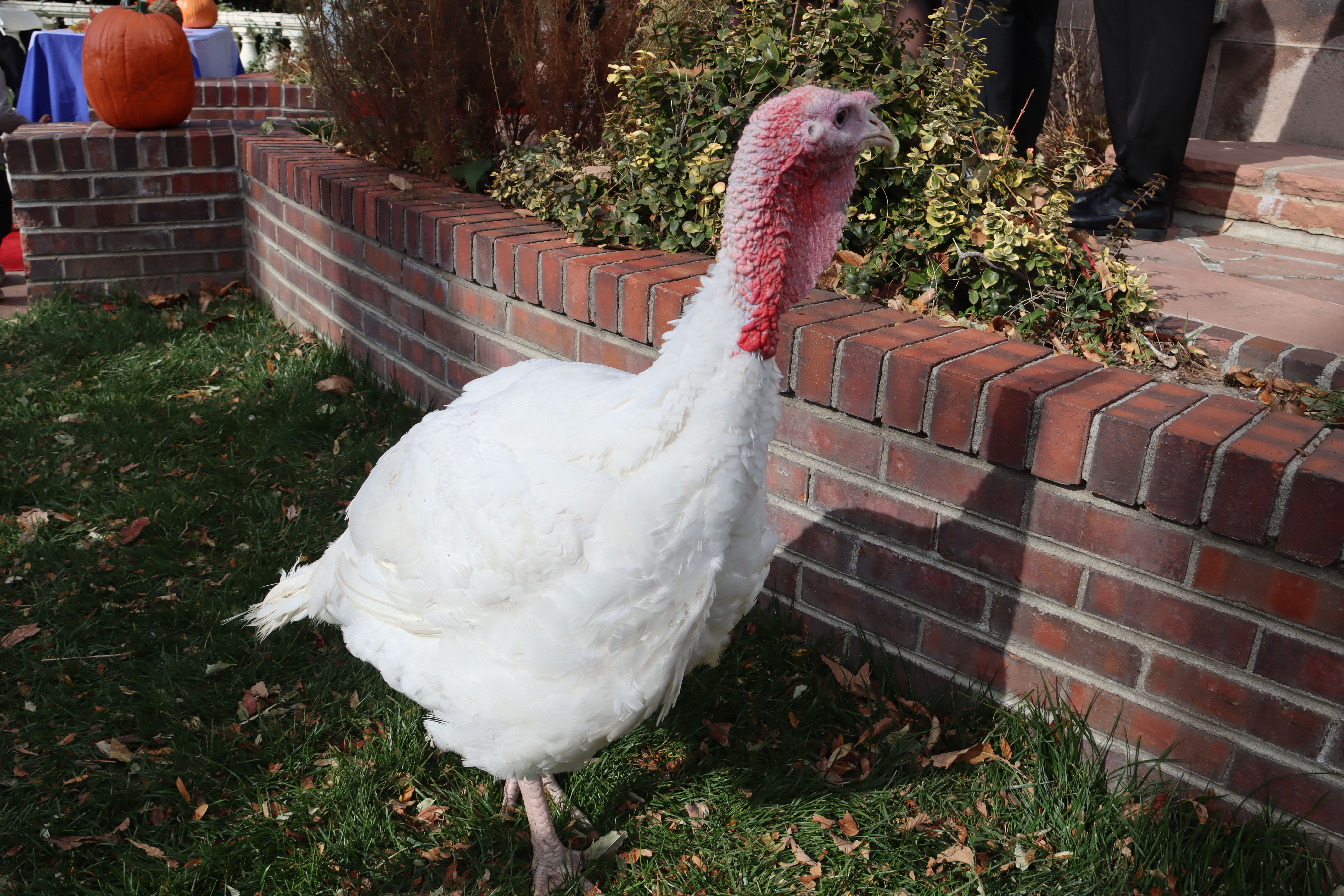 The Sundance Kid, a 22lbs Tom at Colorado's Third Annual Turkey Pardon.