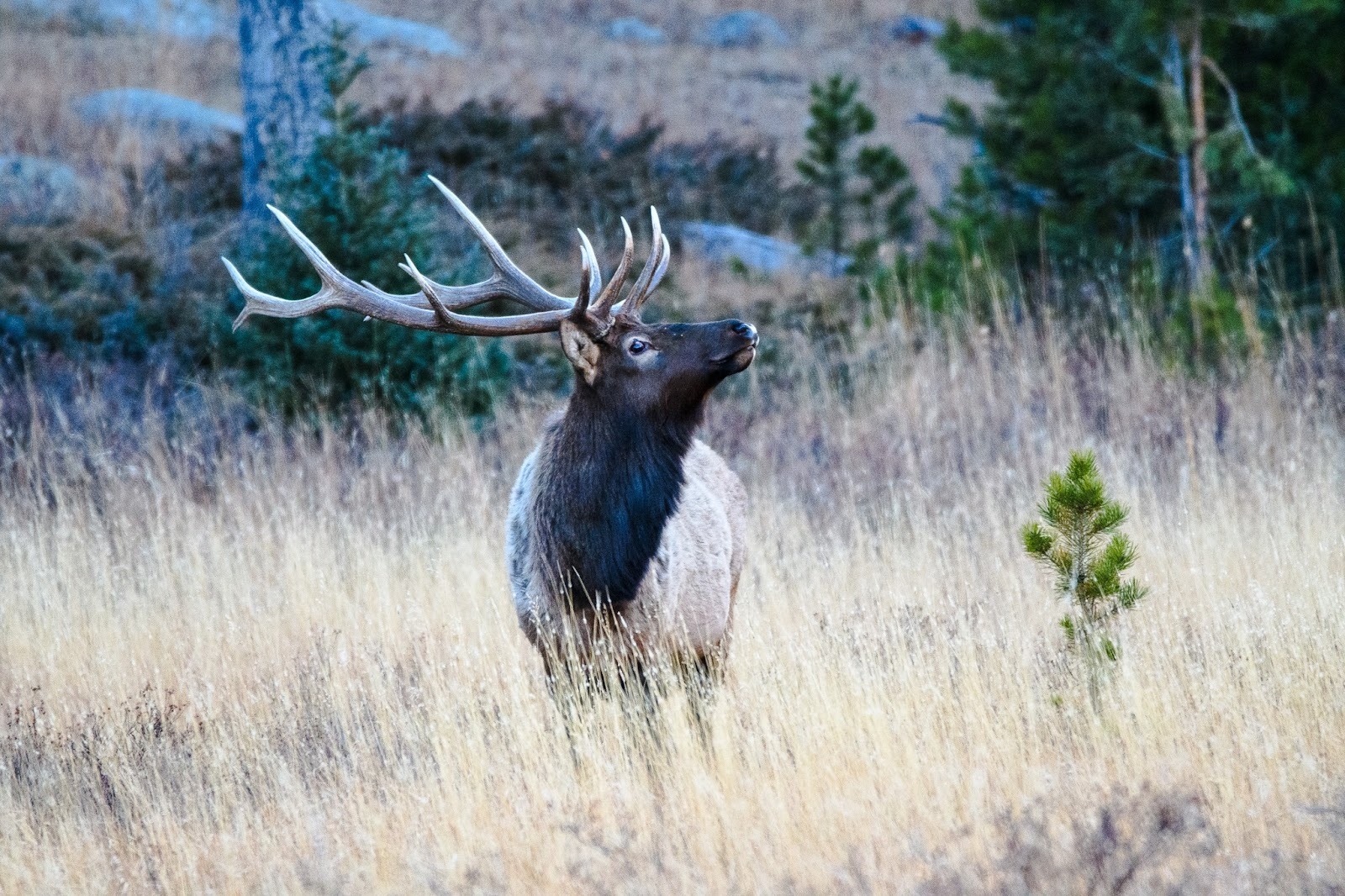 Photo of Large Elk in Field