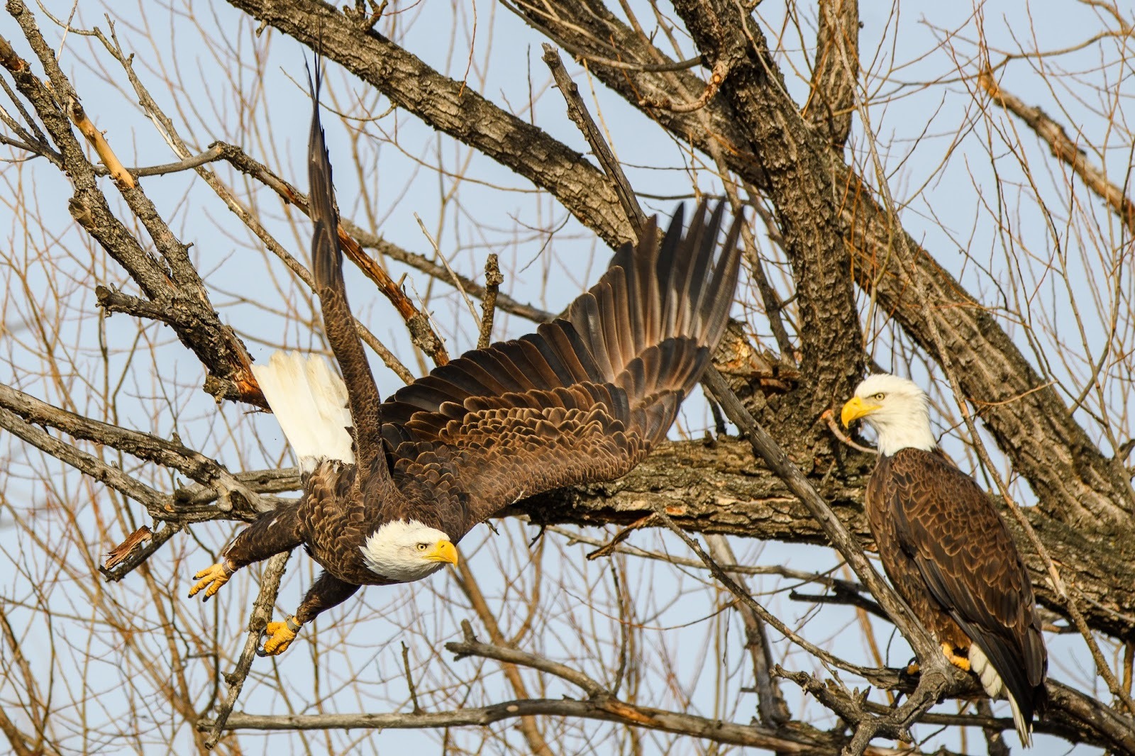 Photo of Two Bald Eagles